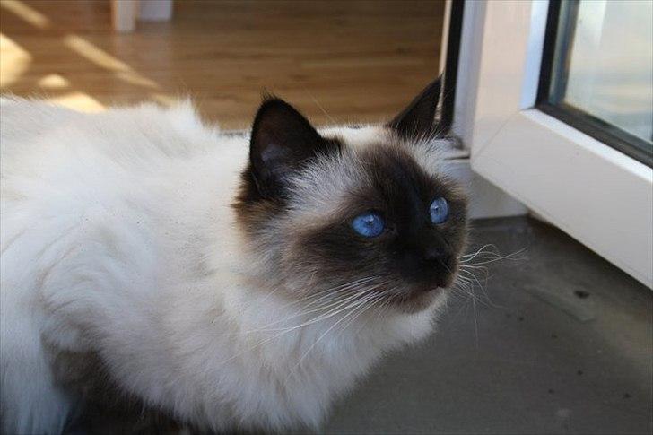 Hellig Birma Charlie billede 2