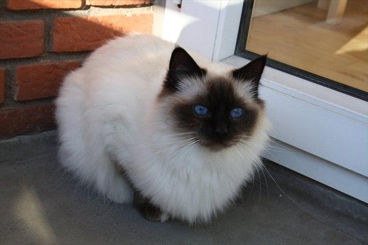 Hellig Birma Charlie billede 1