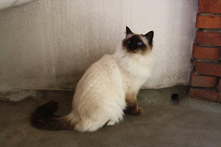 Hellig Birma Charlie billede 4