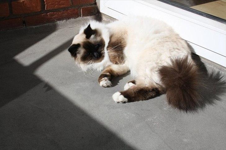 Hellig Birma Charlie billede 5