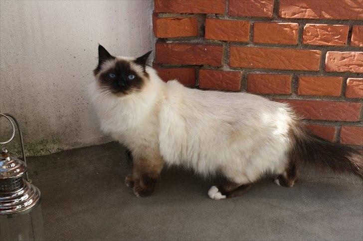 Hellig Birma Charlie billede 3