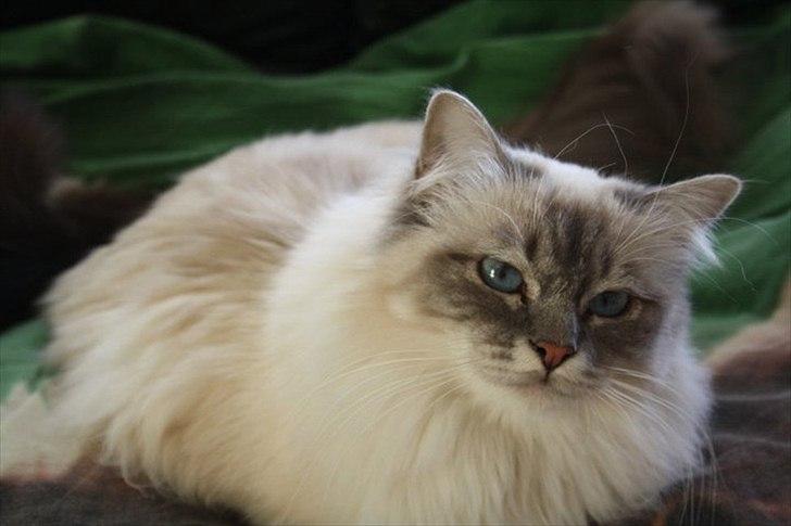 Hellig Birma Bella billede 6