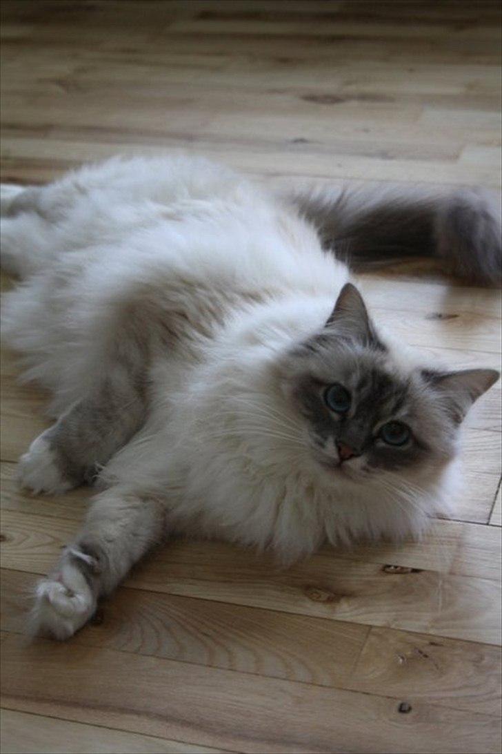 Hellig Birma Bella billede 2