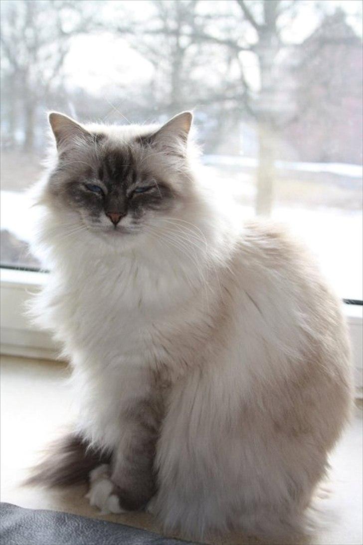 Hellig Birma Bella billede 13