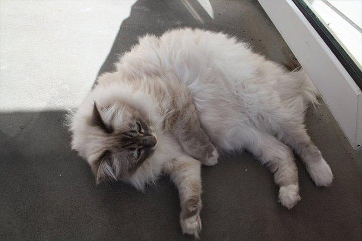 Hellig Birma Bella billede 9