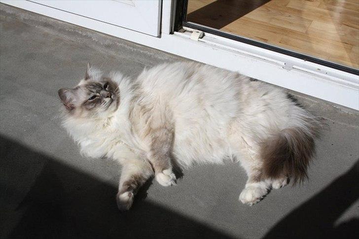 Hellig Birma Bella billede 5