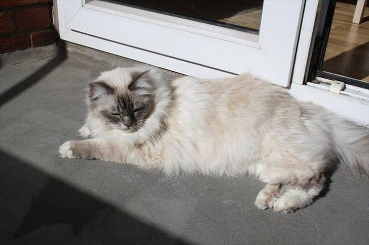 Hellig Birma Bella billede 11