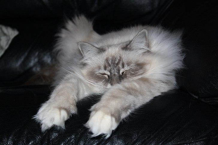 Hellig Birma Bella billede 10