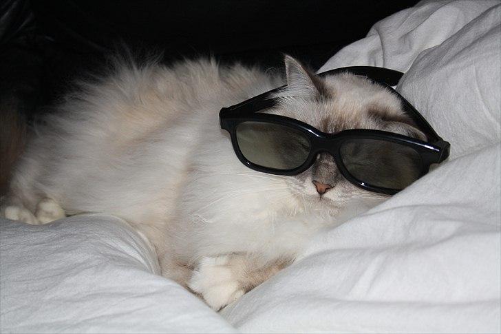 Hellig Birma Bella billede 3