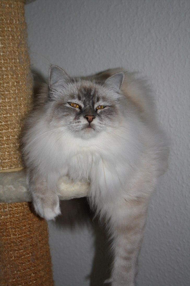 Hellig Birma Bella billede 4