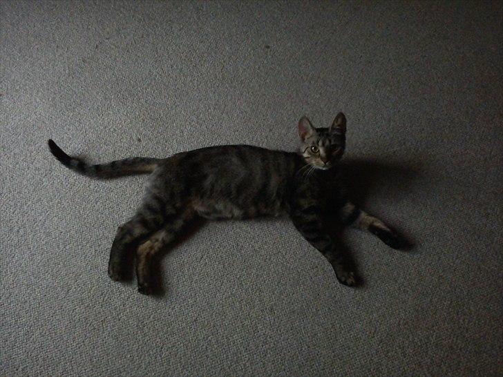 Huskat Molly - 22-06-2011 billede 10