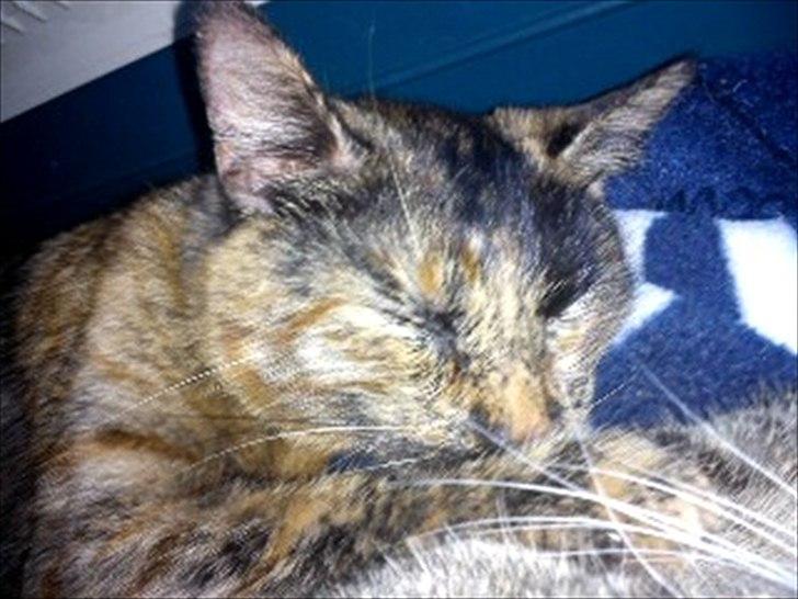 Blanding af racer Joy Babymin <3 billede 1