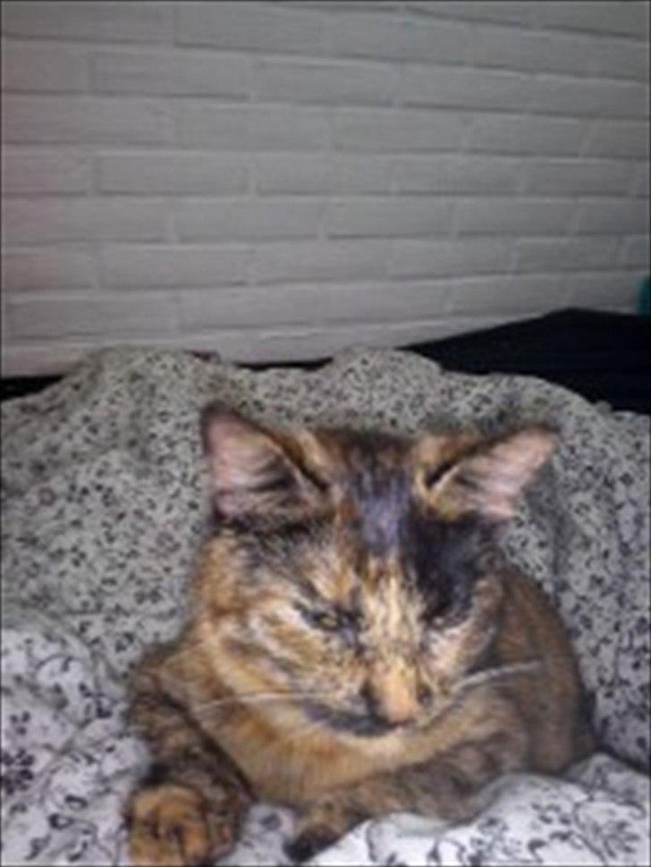 Blanding af racer Joy Babymin <3 billede 2