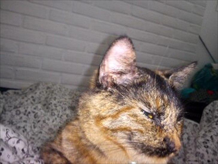 Blanding af racer Joy Babymin <3 billede 3