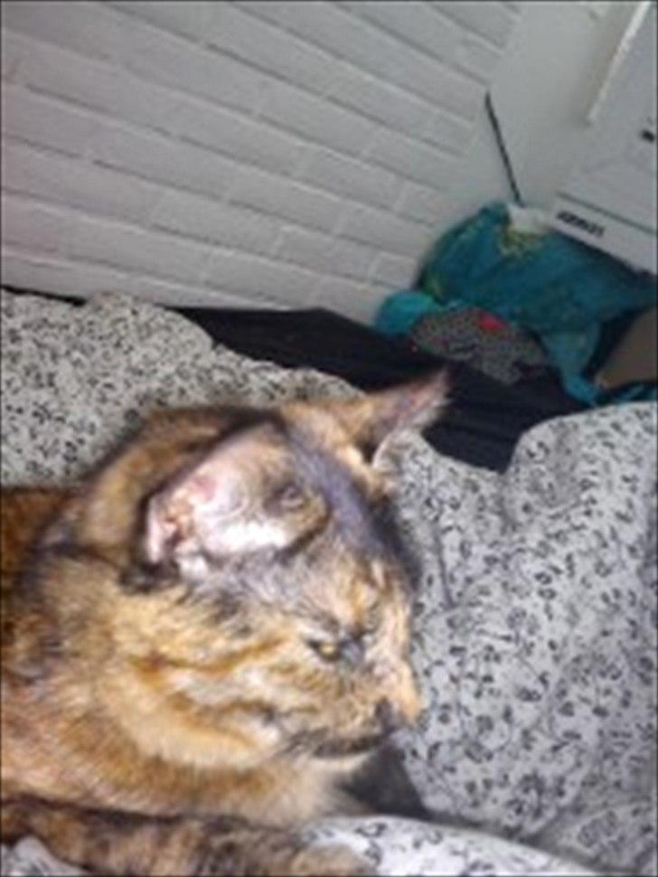 Blanding af racer Joy Babymin <3 billede 4