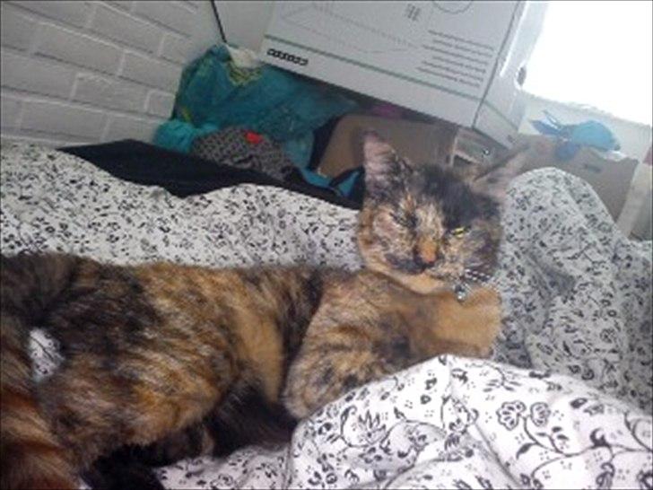 Blanding af racer Joy Babymin <3 billede 5