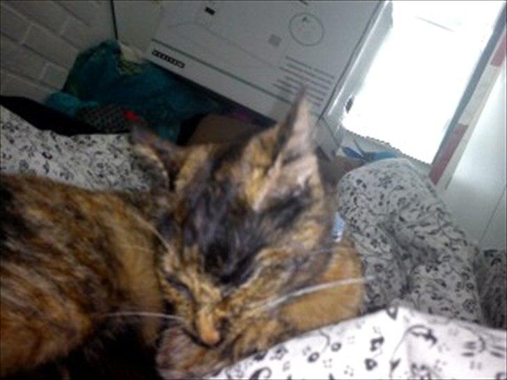 Blanding af racer Joy Babymin <3 billede 6