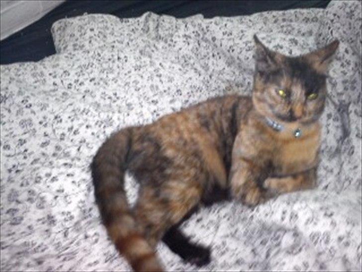 Blanding af racer Joy Babymin <3 billede 7