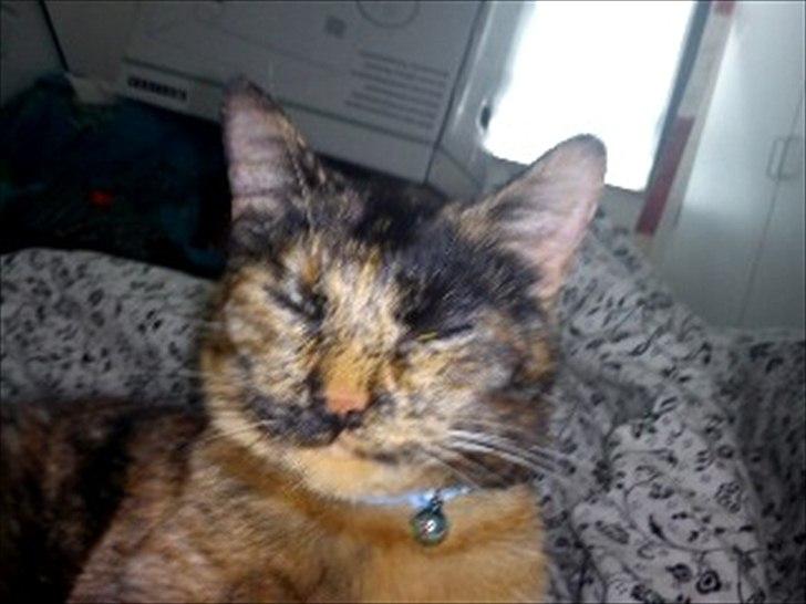 Blanding af racer Joy Babymin <3 billede 8