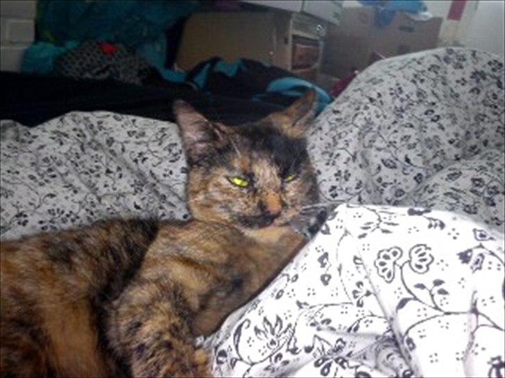 Blanding af racer Joy Babymin <3 billede 9