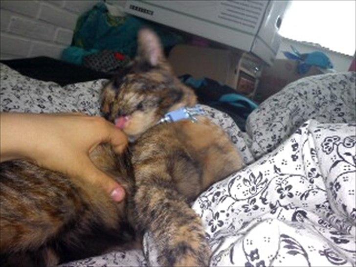 Blanding af racer Joy Babymin <3 billede 10