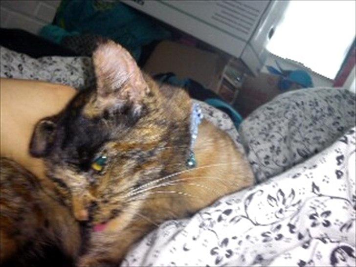 Blanding af racer Joy Babymin <3 billede 11