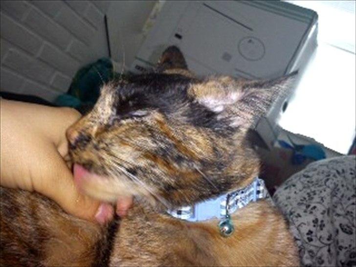 Blanding af racer Joy Babymin <3 billede 12