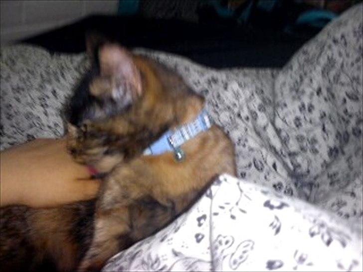 Blanding af racer Joy Babymin <3 billede 13