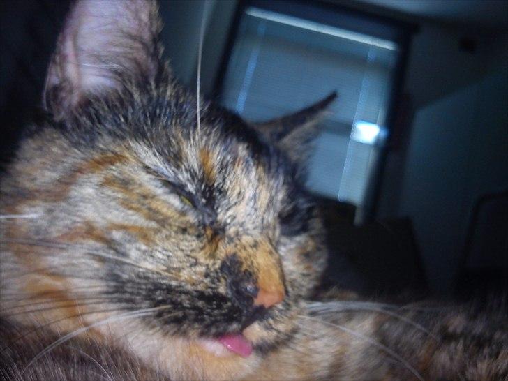 Blanding af racer Joy Babymin <3 billede 14