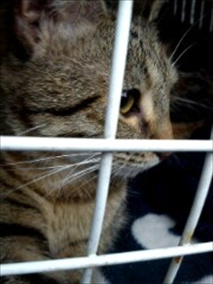 Blanding af racer Paint'Zooy billede 4