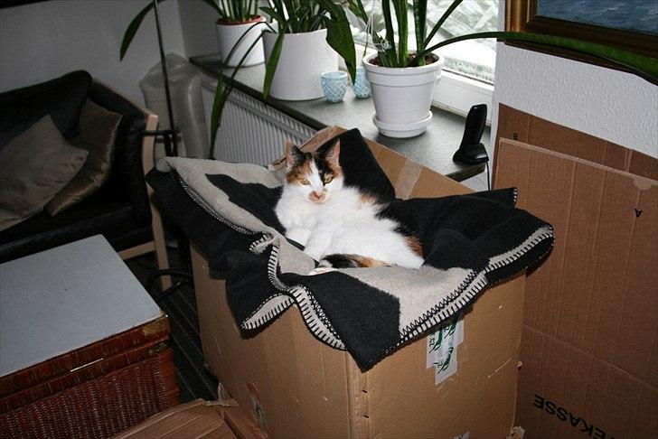 Blanding af racer Gizmo billede 14