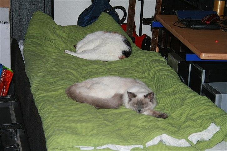 Blanding af racer Gizmo - 2011 - sover sammen med Bøv billede 15