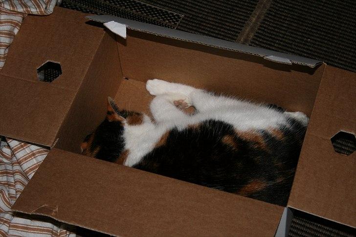 Blanding af racer Gizmo billede 16