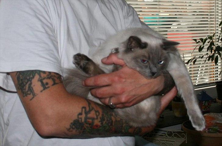 Ragdoll Nøvde Bøv - 13-5-2011 billede 13