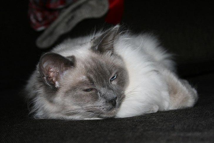 Ragdoll Nøvde Bøv billede 14