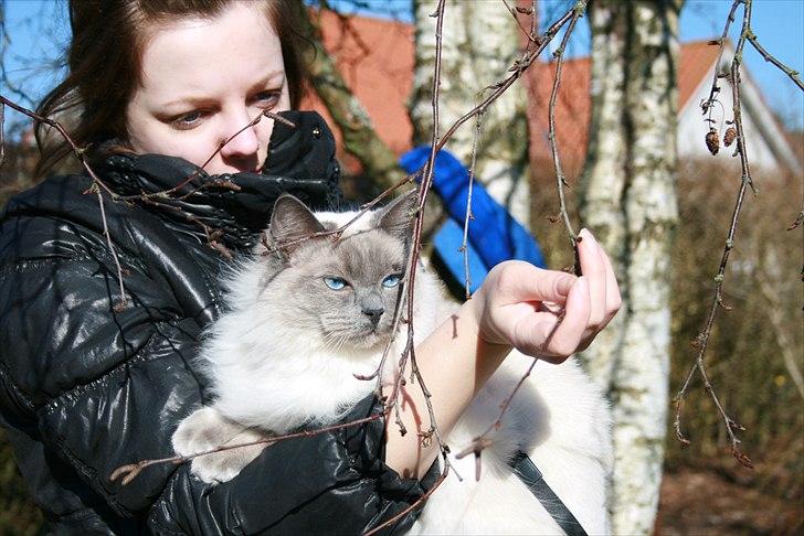 Ragdoll Nøvde Bøv billede 15