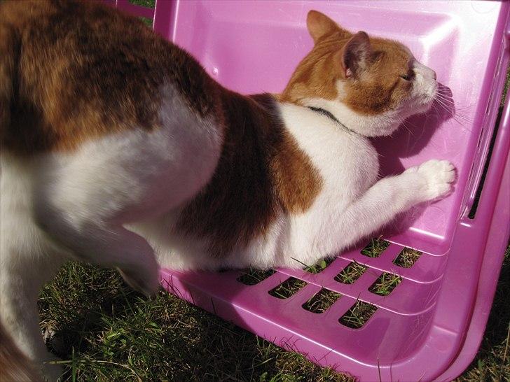 Huskat Tarzan - Tarzan "poserer" for kameraet.
Fotograf: Cecilie M. Poulsen billede 14