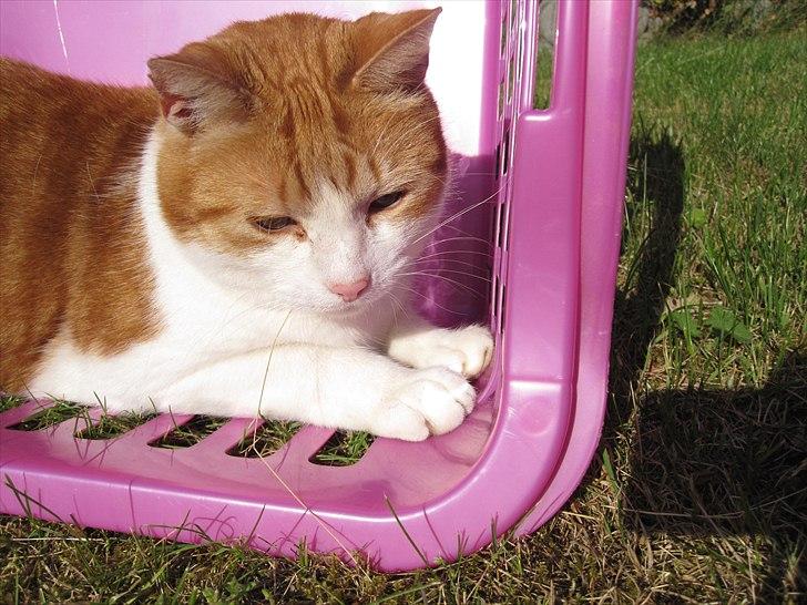 Huskat Tarzan - Tarzan gemmer sig i vasketøjskurven.
Fotograf: Cecilie M. Poulsen billede 15