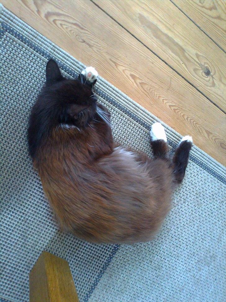 Blanding af racer pjuske billede 2