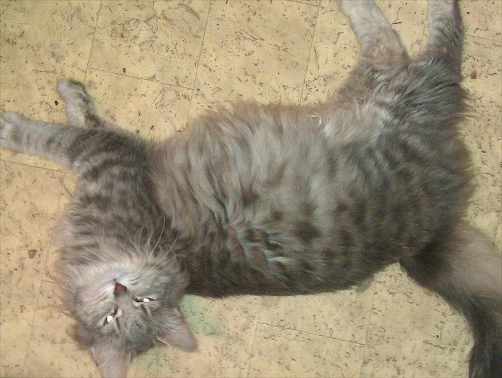 Blanding af racer Pjuske billede 8