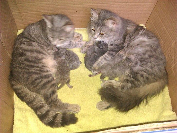 Blanding af racer Pjuske - Pjuske og Fifi med deres killinger billede 9