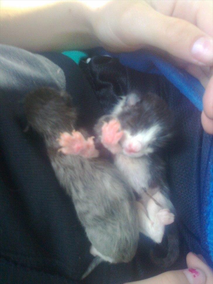 Blanding af racer pjuske - de to killinger der desværre døde billede 3