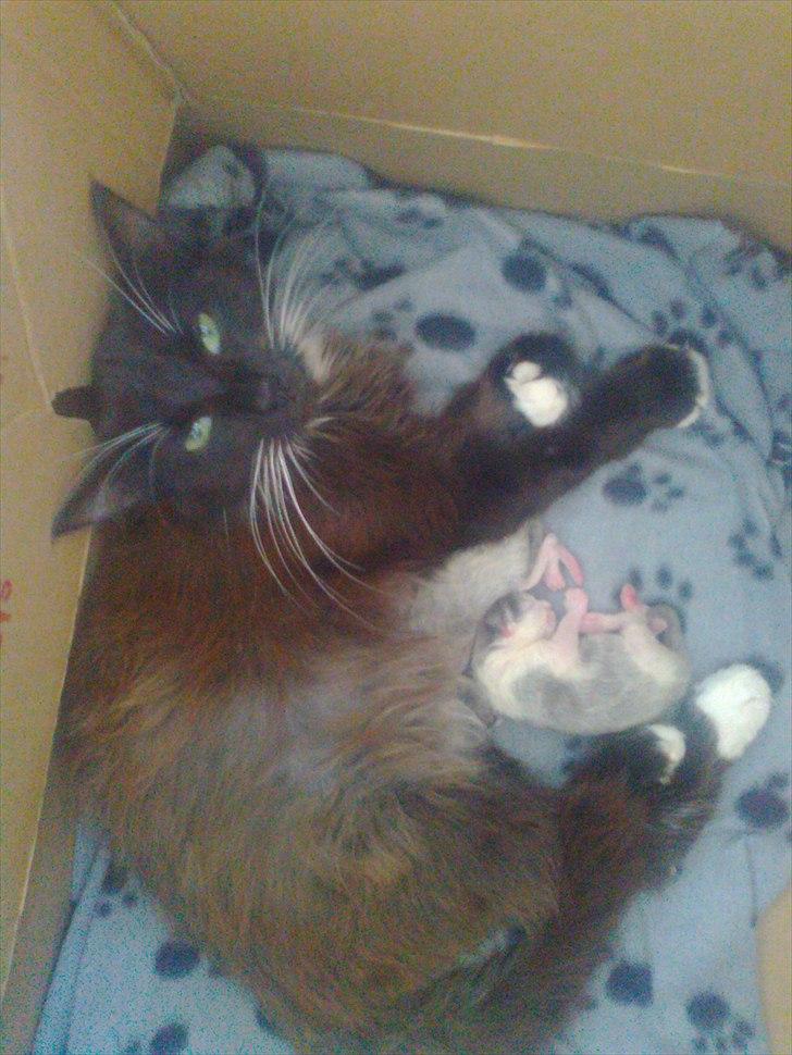 Blanding af racer pjuske - pjuske med de to store billede 1