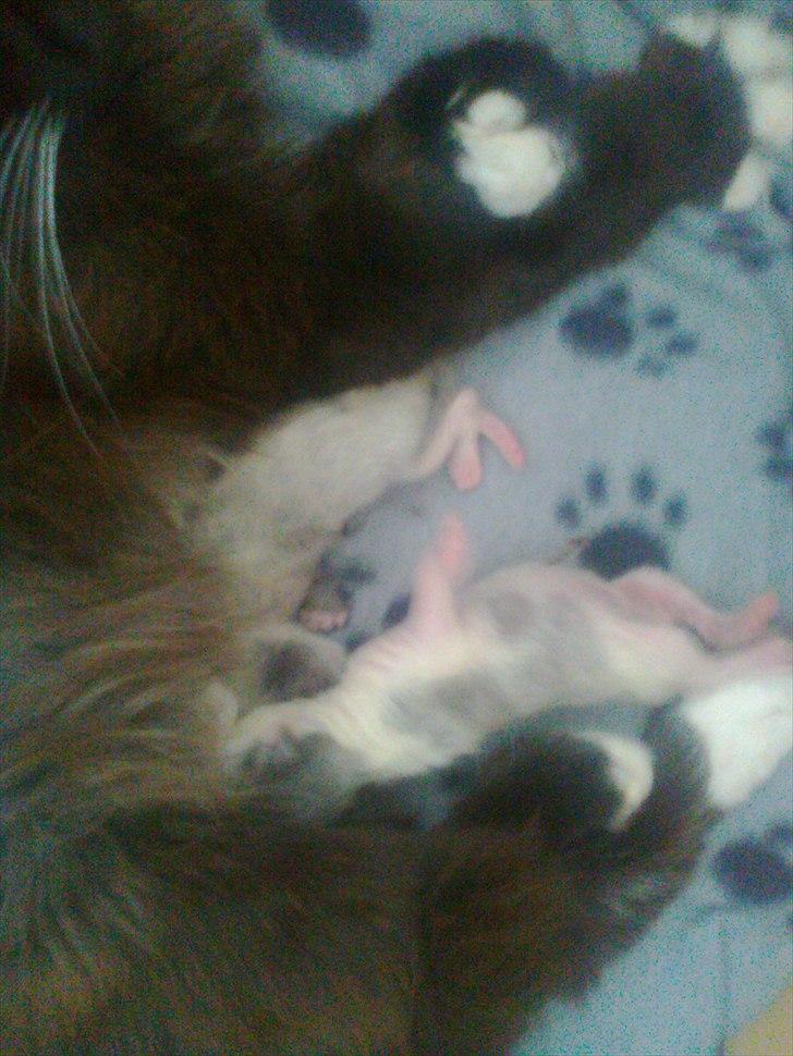 Blanding af racer pjuske - coco og choppy der gufler i sig.... billede 4