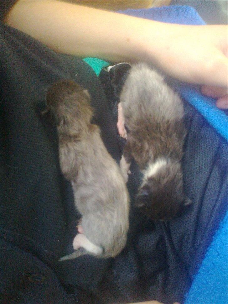 Blanding af racer pjuske - de to små, der er igang med at få noget varme efter de har fået en gang mælk. sov sødt...... billede 5