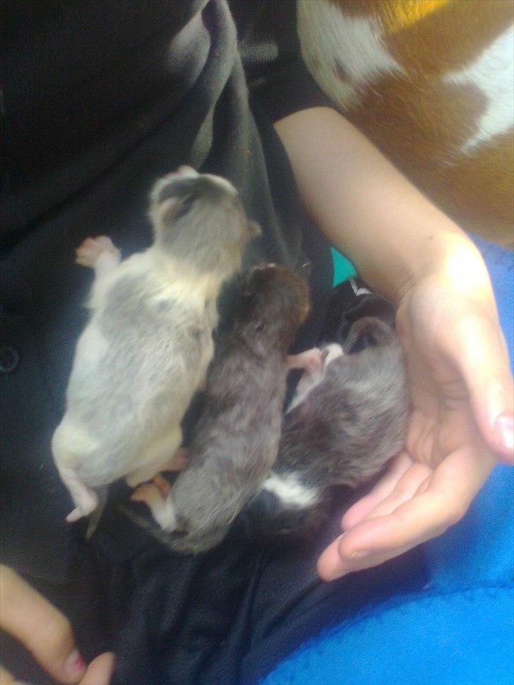 Blanding af racer pjuske - de to små klejne sammen med en af de større. billede 6