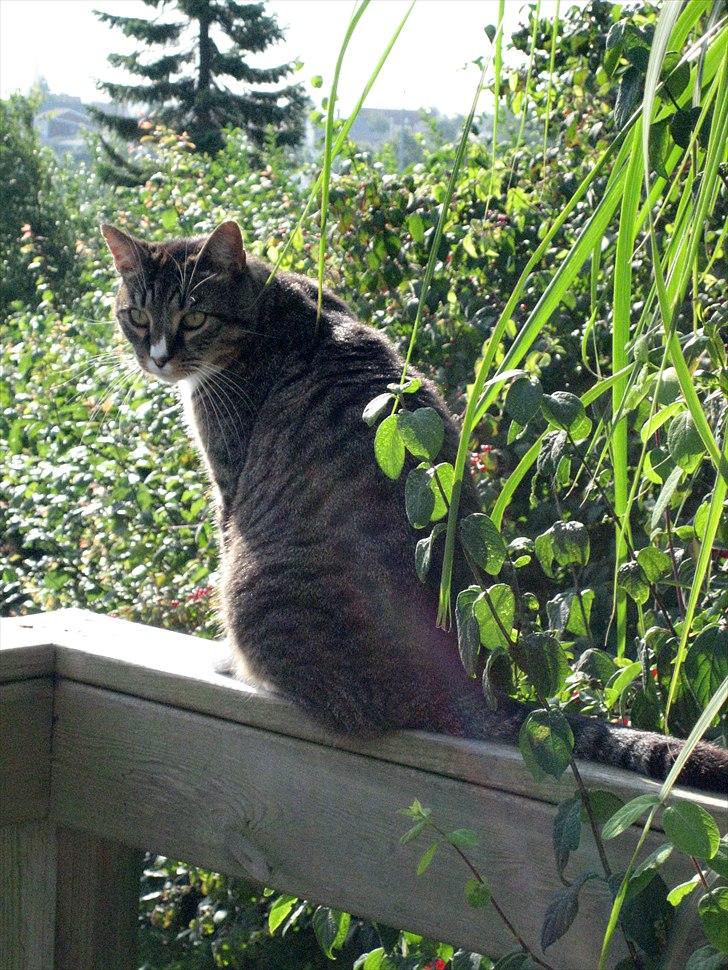 Huskat Oskar billede 2