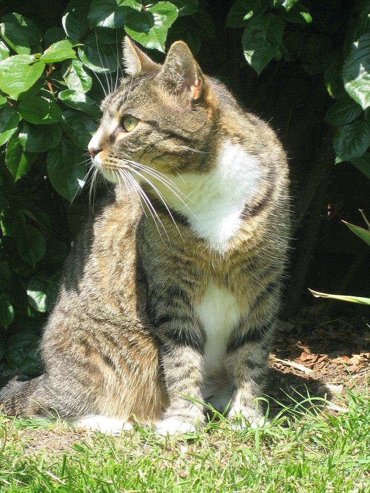 Huskat Oskar billede 3