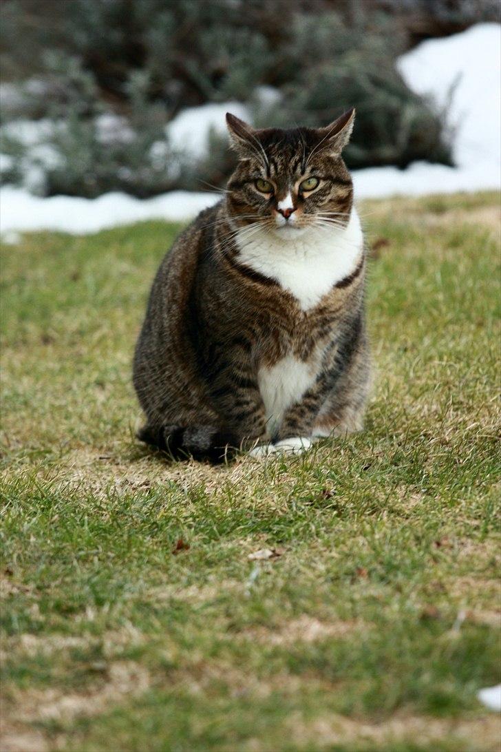 Huskat Oskar billede 4