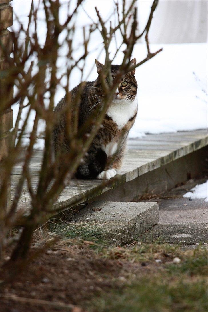 Huskat Oskar billede 5